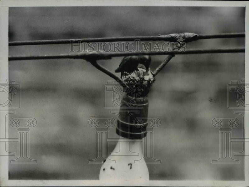 Load image into Gallery viewer, 1934 Press Photo Tiny Nest atop an Electric Light light in Downtown Los Angeles.
