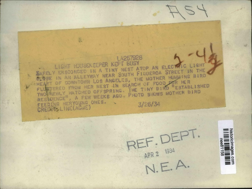 1934 Press Photo Tiny Nest atop an Electric Light light in Downtown Los Angeles.