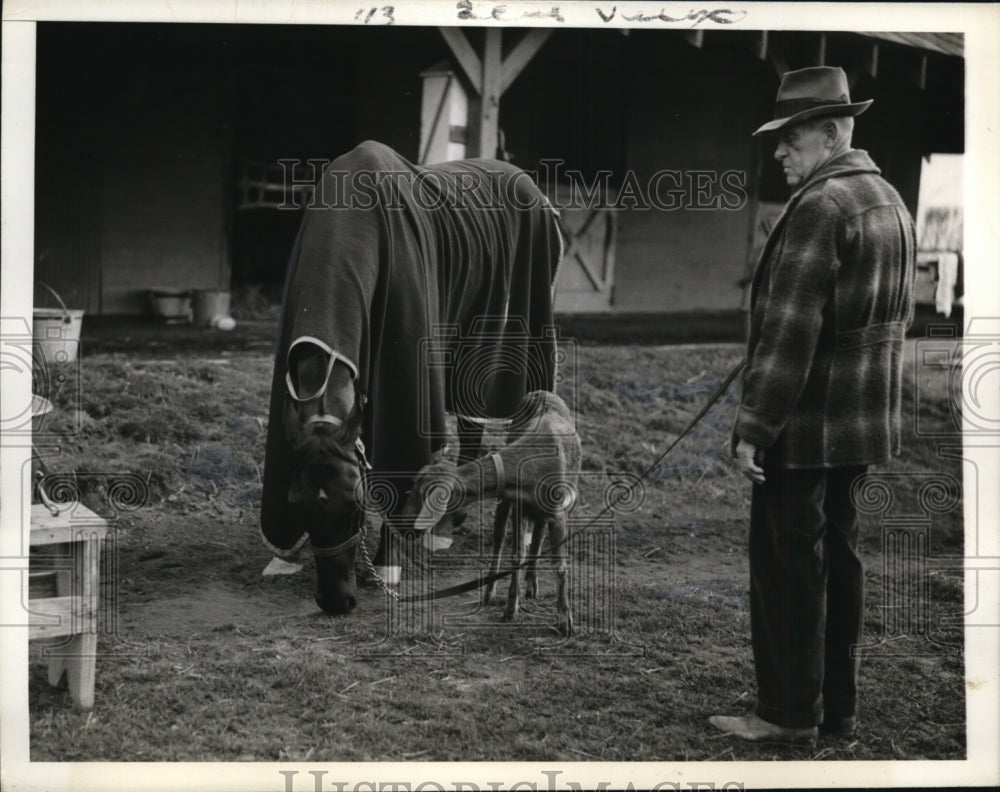 1942 Press Photo Prima Donna Racer being groomed by the Bauer Stables .