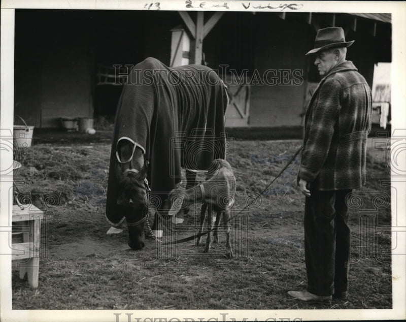 Load image into Gallery viewer, 1942 Press Photo Prima Donna Racer being groomed by the Bauer Stables .
