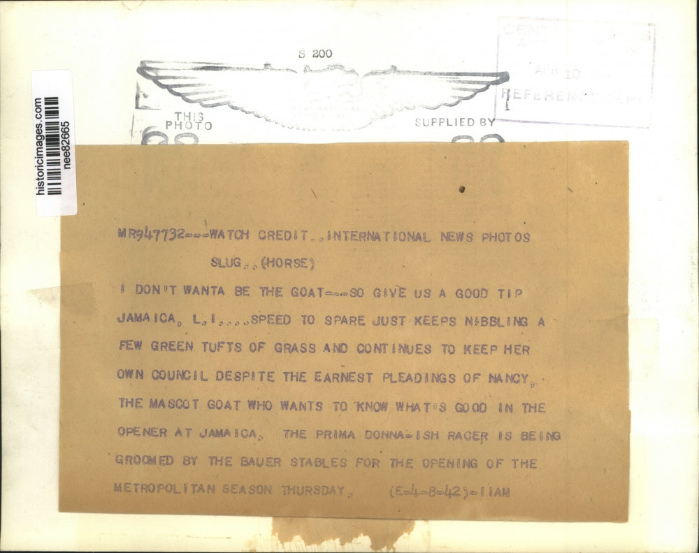 1942 Press Photo Prima Donna Racer being groomed by the Bauer Stables .