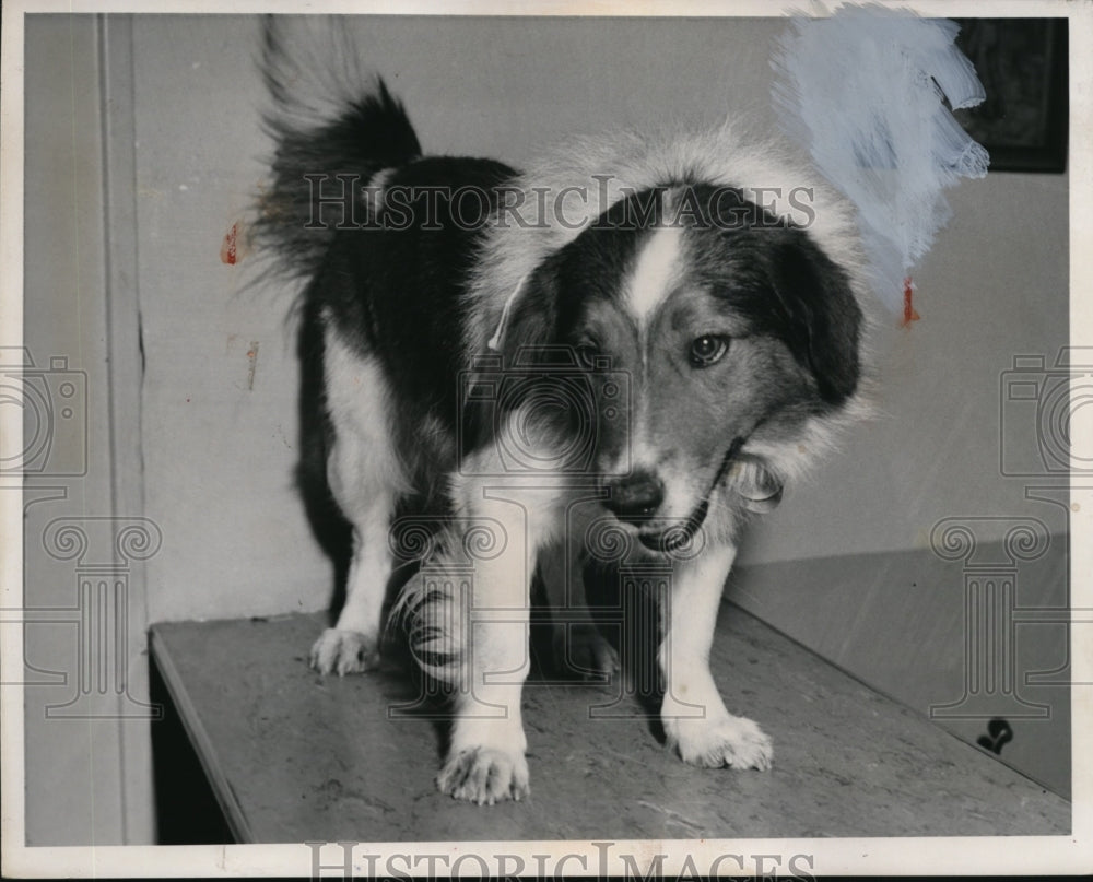 1957 Press Photo Dog of the Week. - nee83031