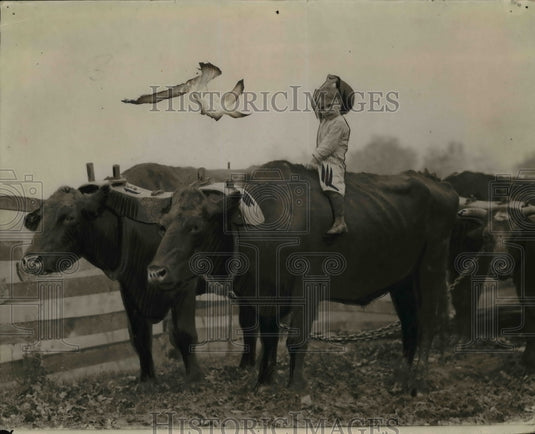 1919 Press Photo Lloyd Miller & his pet cattle as he gets a ride- Historic Images