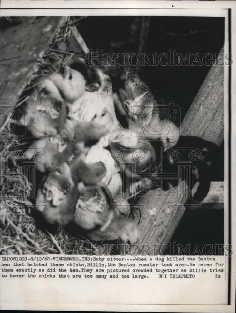 1962 Press Photo Vincennes Indiana baby chicks raised by a Bantam rooster- Historic Images