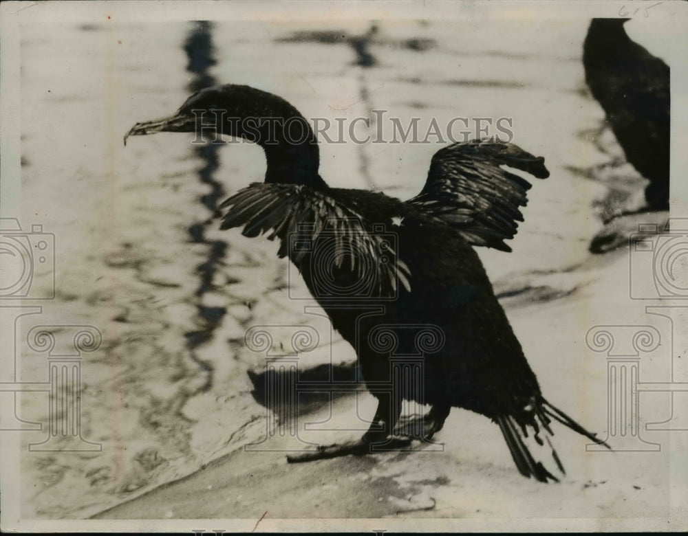 1935 Press Photo Flightless Cormorants along the coast of South Pacific