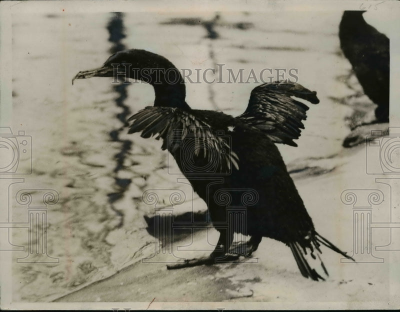 Load image into Gallery viewer, 1935 Press Photo Flightless Cormorants along the coast of South Pacific
