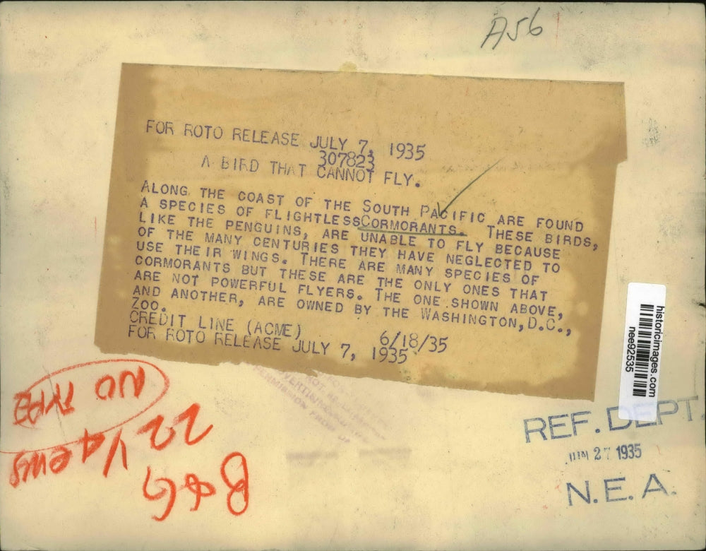 1935 Press Photo Flightless Cormorants along the coast of South Pacific