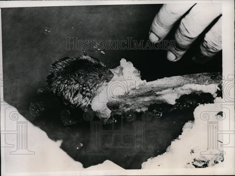 1948 Press Photo Mouse clings to ice encrusted stick to escape flood waters