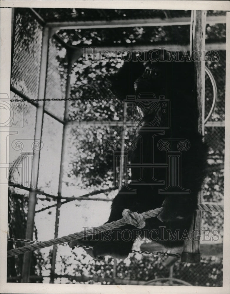 1940 Press Photo Gorilla at San Diego Zoo - nee94902