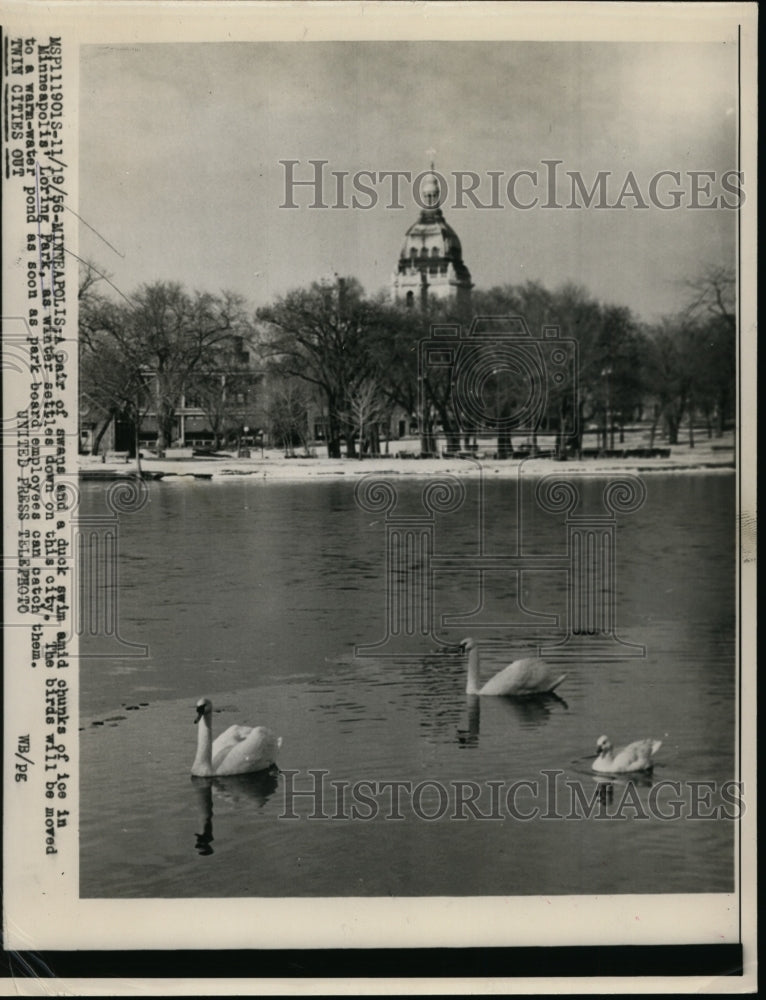 1956 Press Photo Swans And Ducks Swim In Minneapolis' Loring Park - nee94973