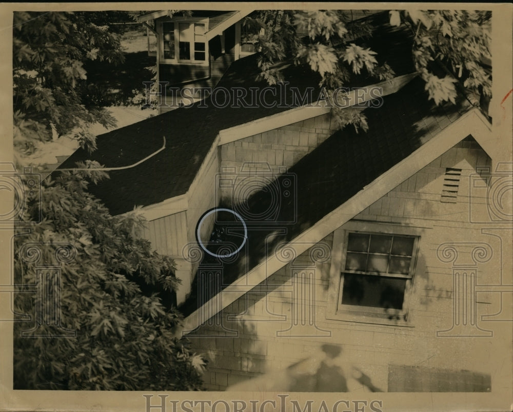 1950 Press Photo Baby Raccoons In The Corner Of A Roof Top - nee96801