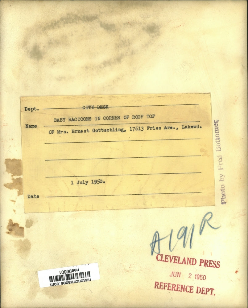 1950 Press Photo Baby Raccoons In The Corner Of A Roof Top - nee96801