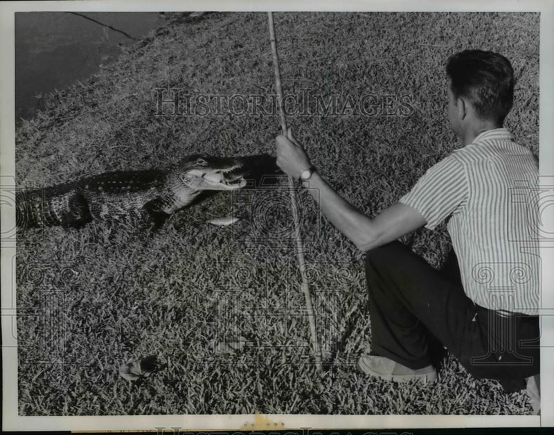 Load image into Gallery viewer, 1959 Press Photo Cliff Kraus trained the reptile with fish from St.Petersbugh

