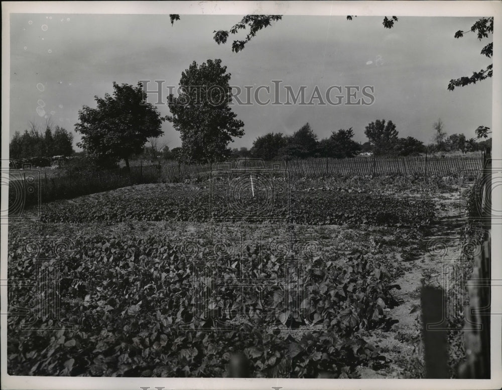 1952 Press Photo Back Garden of S.Hts. service dept. Yard Harvard & E.13