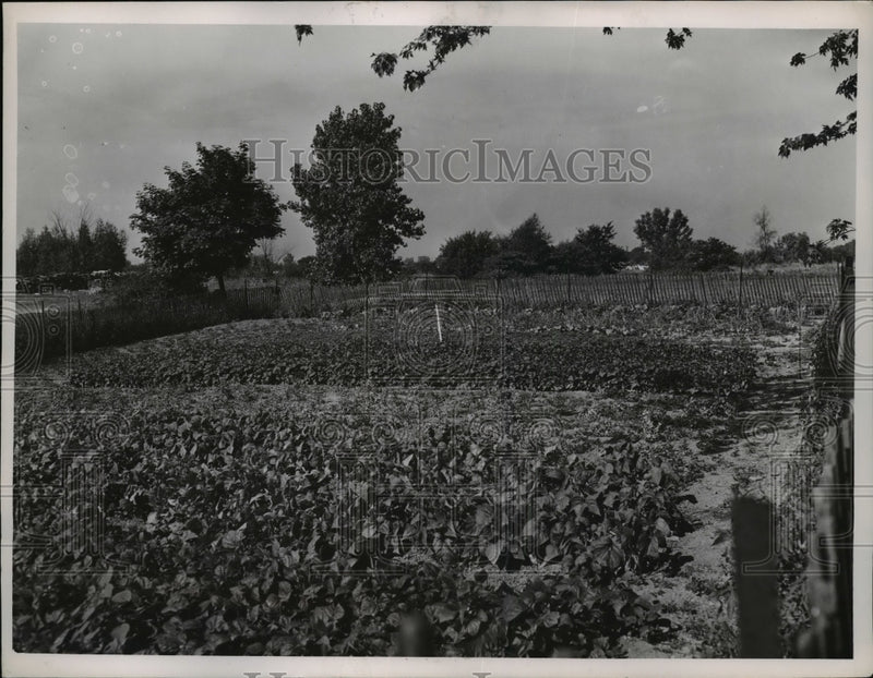 Load image into Gallery viewer, 1952 Press Photo Back Garden of S.Hts. service dept. Yard Harvard &amp; E.13

