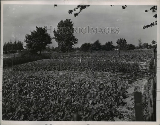 1952 Press Photo Back Garden of S.Hts. service dept. Yard Harvard & E.13