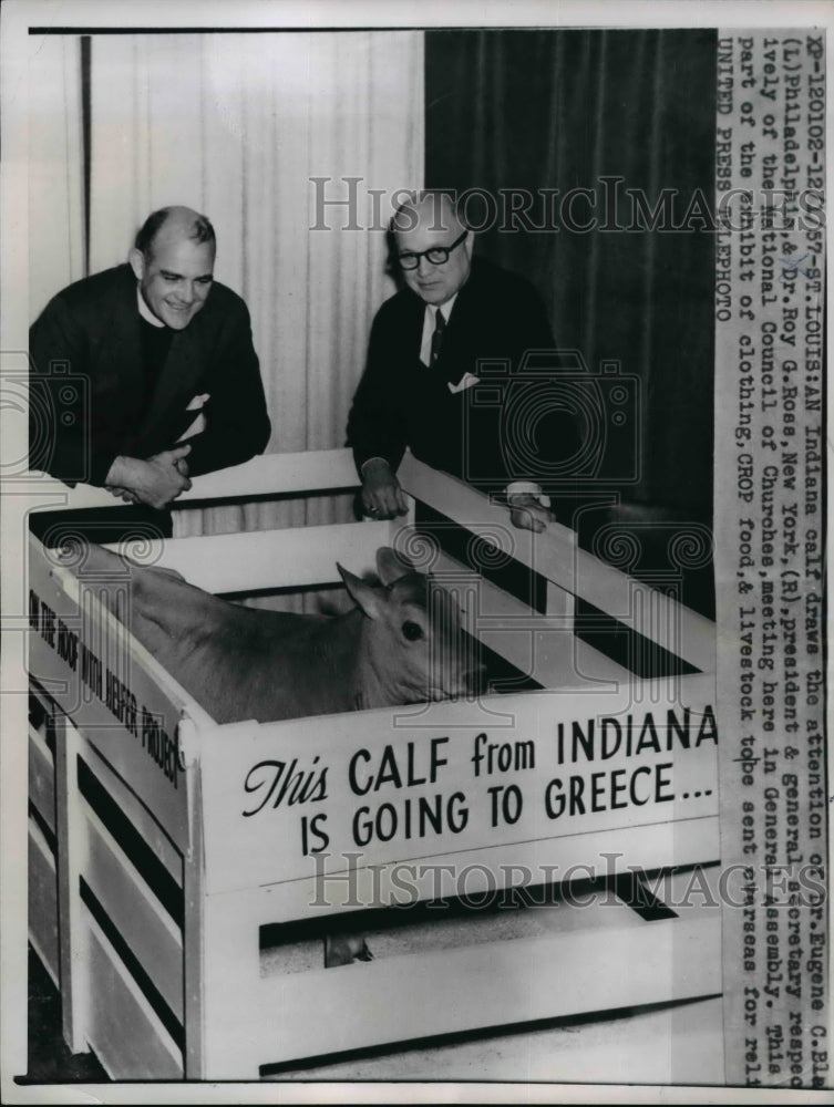 Load image into Gallery viewer, 1957 Press Photo Indiana Calf part of exhibit of Clothing, Crop and livestock
