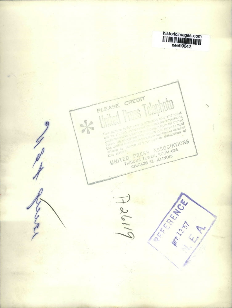 1957 Press Photo Indiana Calf part of exhibit of Clothing, Crop and livestock