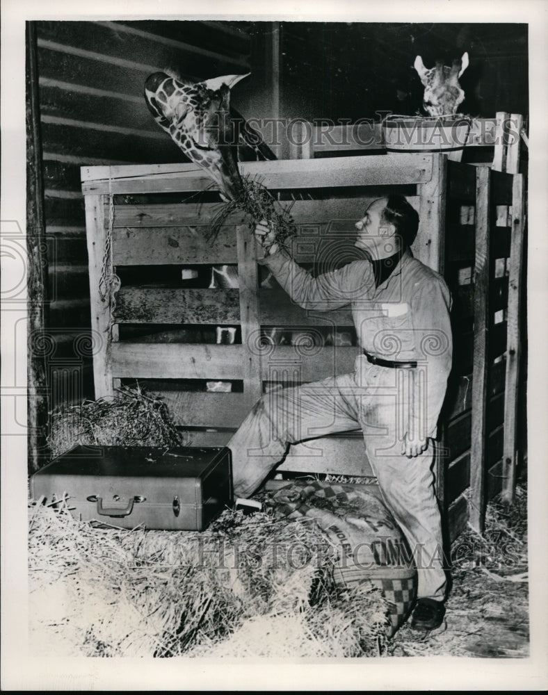 Load image into Gallery viewer, 1955 Press Photo Ted W. Roth Accompanies Giraffes to Missouri Zoos - nee99492
