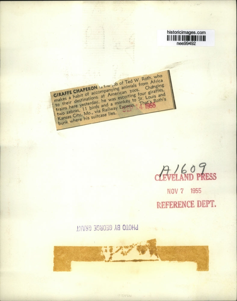 1955 Press Photo Ted W. Roth Accompanies Giraffes to Missouri Zoos - nee99492