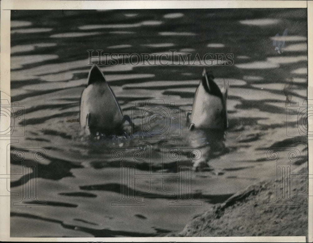 1936 Press Photo Ducks dive in water in San Francisco - nef00416