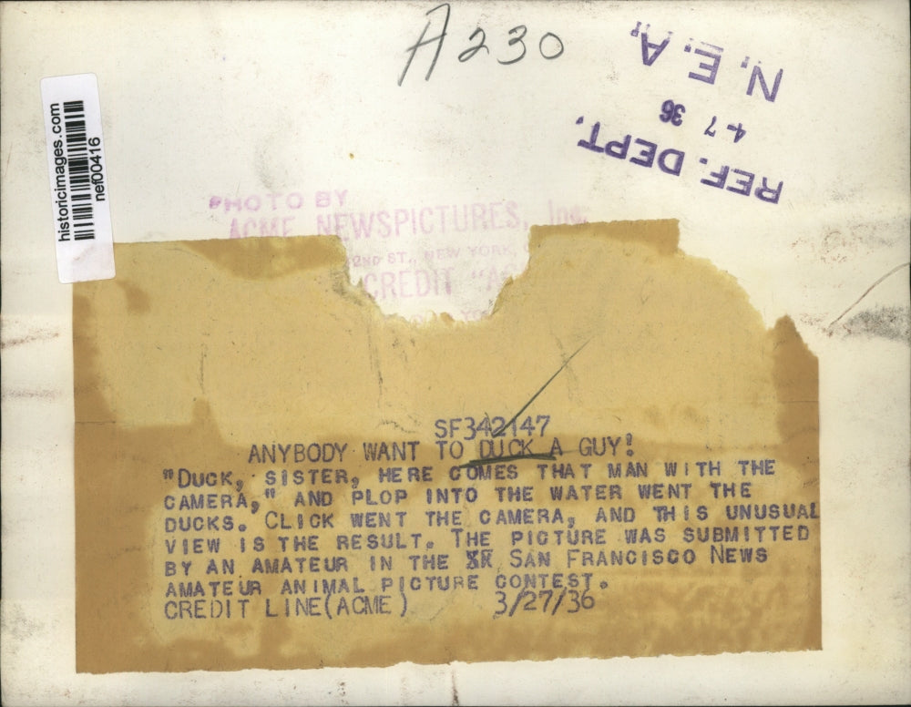 1936 Press Photo Ducks dive in water in San Francisco - nef00416