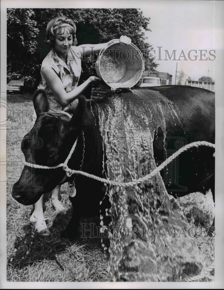 Load image into Gallery viewer, 1963 Press Photo Suzie Haffey of Painsville washes bull at Lake County Fair
