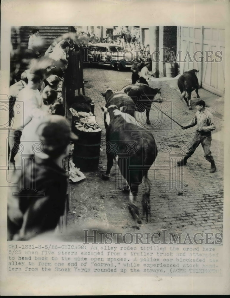 1948 Press Photo Five steers escaped from the trailer truck at Chicago