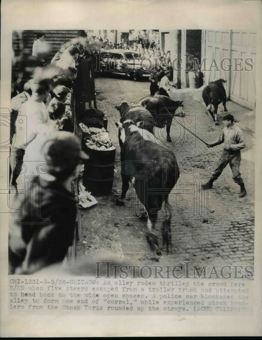 1948 Press Photo Five steers escaped from the trailer truck at Chicago