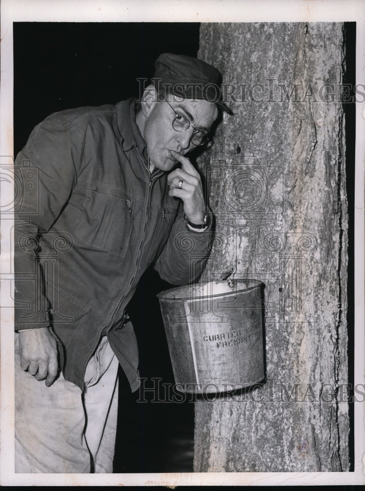 1953 Press Photo Farmer Rudolph Currica of N.H. sample the maple sap from bucket