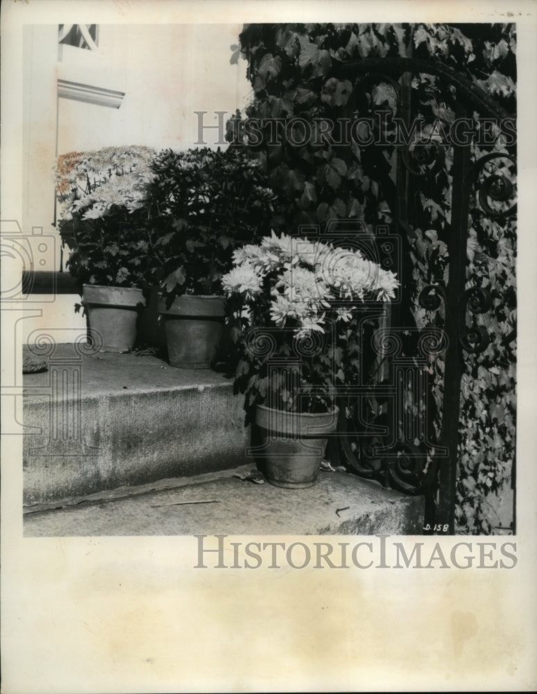 1962 Press Photo Blooming Chrysanthemums - nef08985