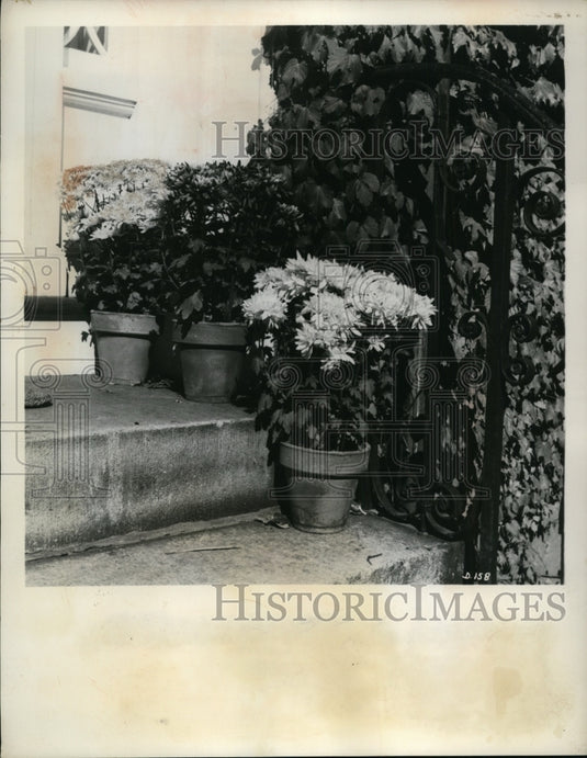 1962 Press Photo Blooming Chrysanthemums - nef08985