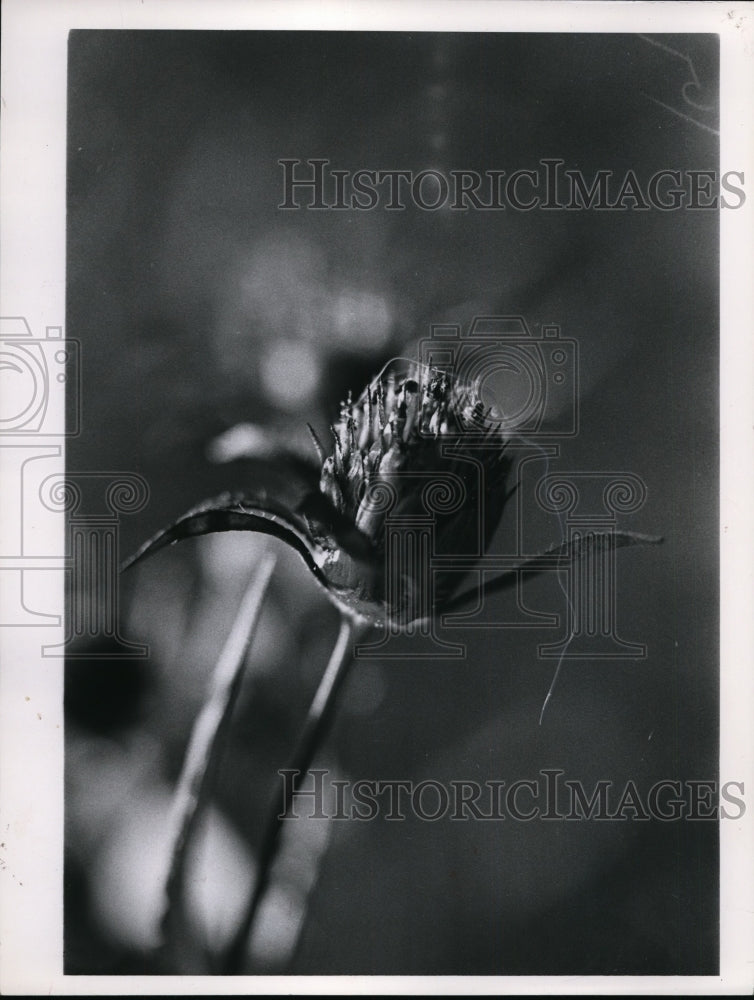 1934 Press Photo Spanish Needle Devils Pitchfork Junco Tree Sparrow Goldsfinch