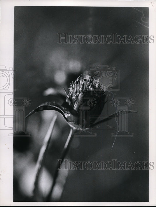 1934 Press Photo Spanish Needle Devils Pitchfork Junco Tree Sparrow Goldsfinch