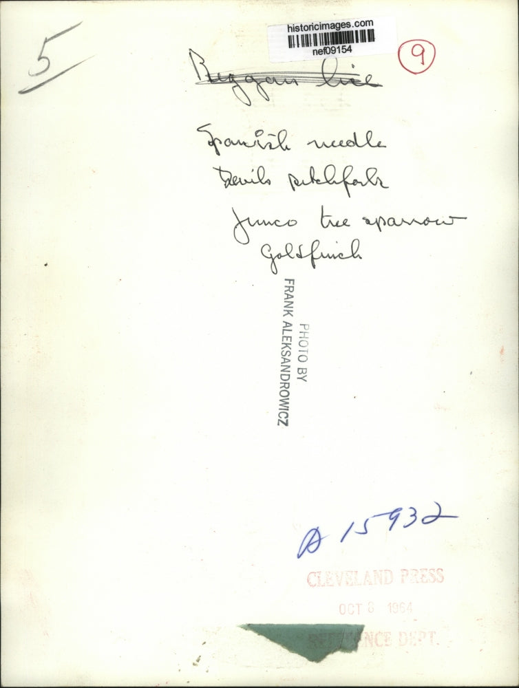 1934 Press Photo Spanish Needle Devils Pitchfork Junco Tree Sparrow Goldsfinch