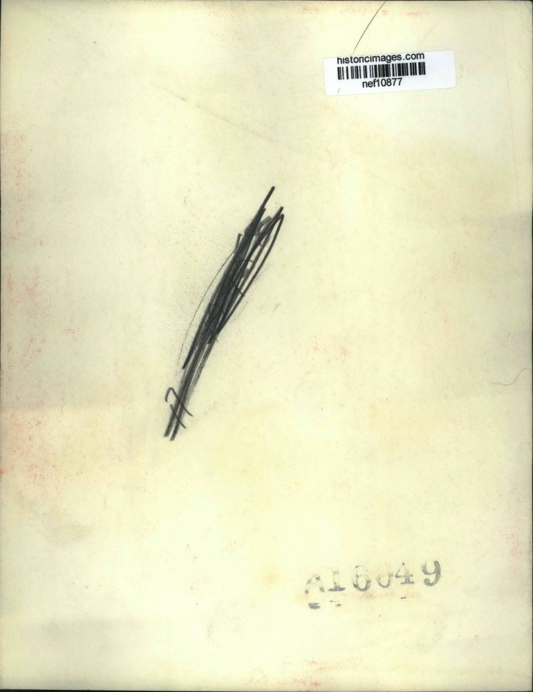 1946 Press Photo If Eisenhower Resigns U S Staff Chief He'll Be Seen Costumed