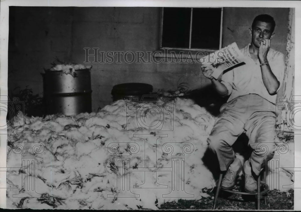 1955 Press Photo Indiana Farmer & 1500 Chickens Dead After Hot Weather