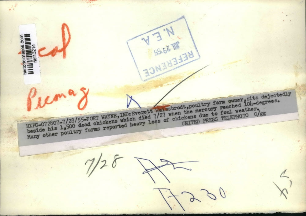 1955 Press Photo Indiana Farmer & 1500 Chickens Dead After Hot Weather