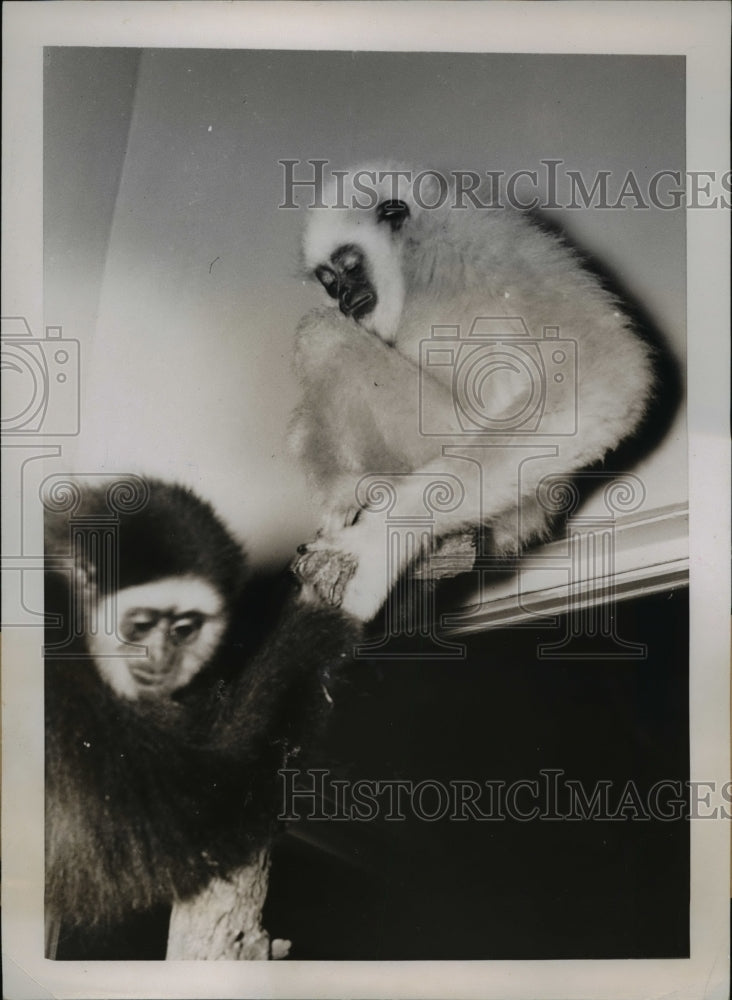 1937 Press Photo Gibbon Apes Try Out Their New Surroundings In The D.C. Zoo