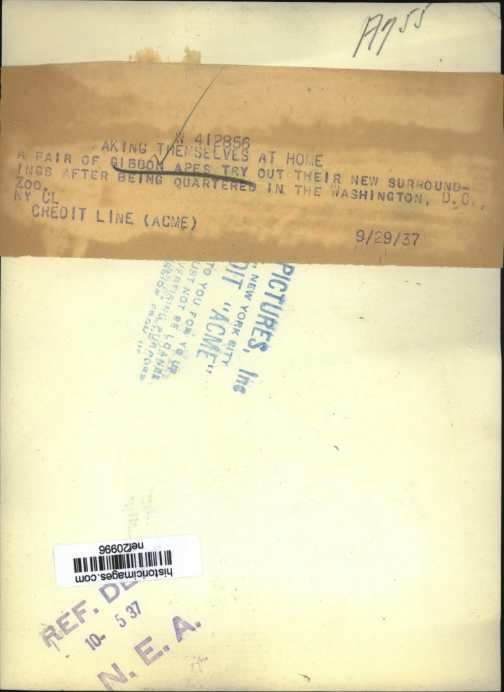 1937 Press Photo Gibbon Apes Try Out Their New Surroundings In The D.C. Zoo