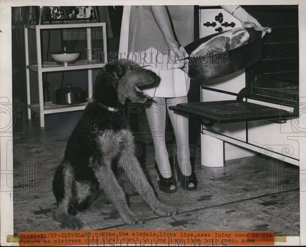 1946 Press Photo Mike the Airdale Licks Lips Seeing Juicy Bone In His Future