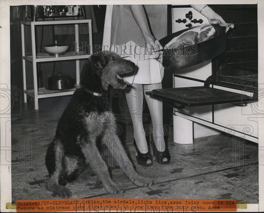1946 Press Photo Mike the Airdale Licks Lips Seeing Juicy Bone In His Future