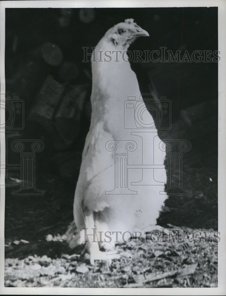 1957 Press Photo Chicken Walking Upright at Dions, France - nef23580