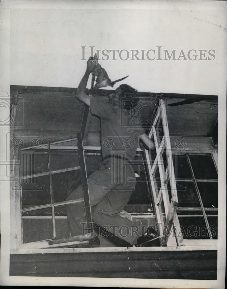 1943 Press Photo William McKemie Rescued Cat From Roof of Two-Story House