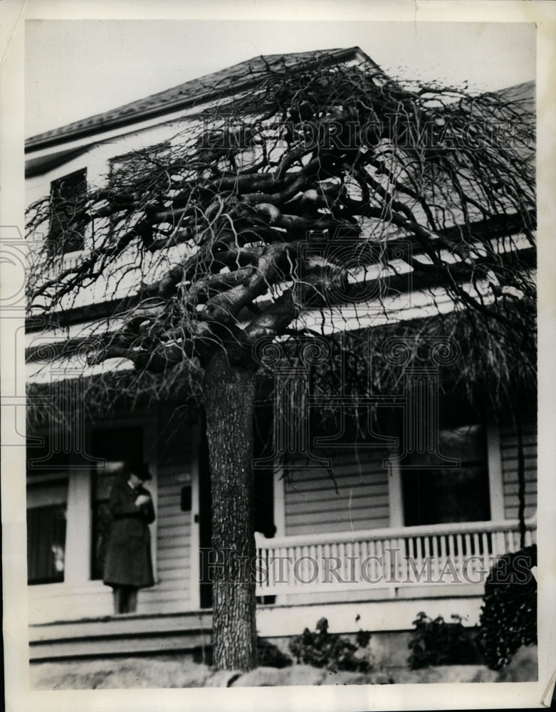 1936 Press Photo Planted Upside Down Elm Tree in the Yard of William Ryan