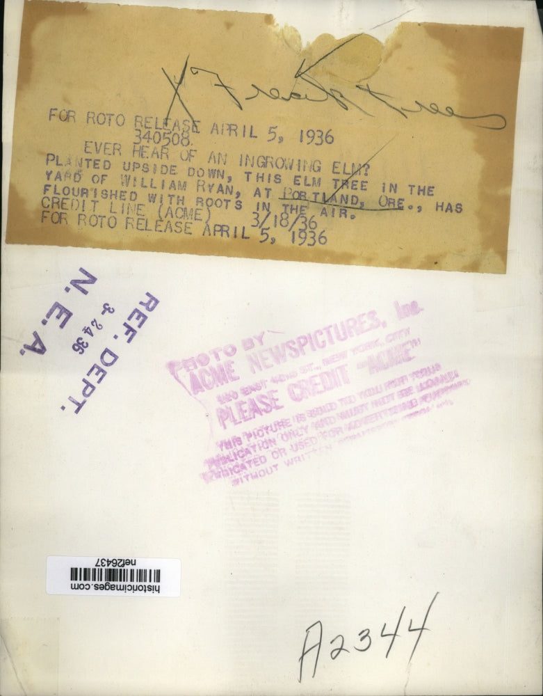 1936 Press Photo Planted Upside Down Elm Tree in the Yard of William Ryan