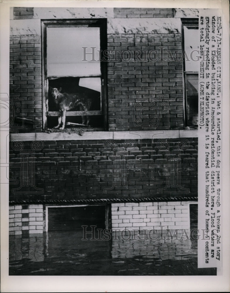 1951 Press Photo Dog in Window Trapped by Flooding, Kansas City - nef26739
