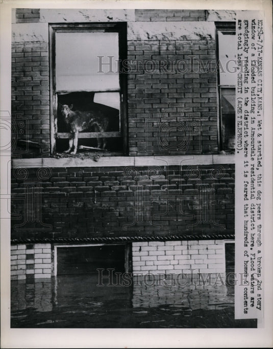 1951 Press Photo Dog in Window Trapped by Flooding, Kansas City - nef26739