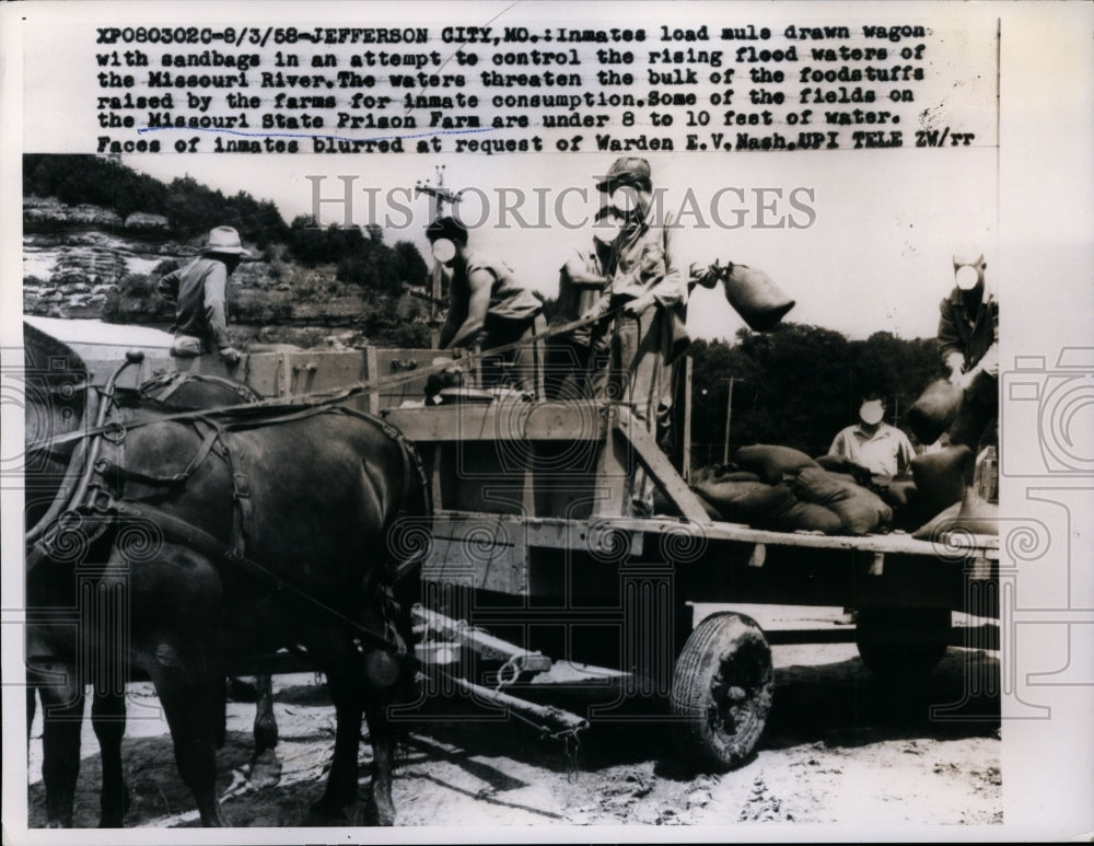 1958 Press Photo Missouri State Prison Farm Inmates Work in Flood Preparation