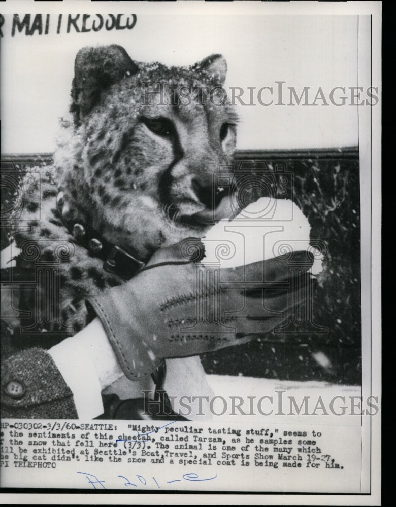 1960 Press Photo Cheetah "Tarzan" Eating Snow in Seattle, Washington - nef28593
